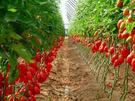 Pomodoro da industria: 4600 ettari in meno