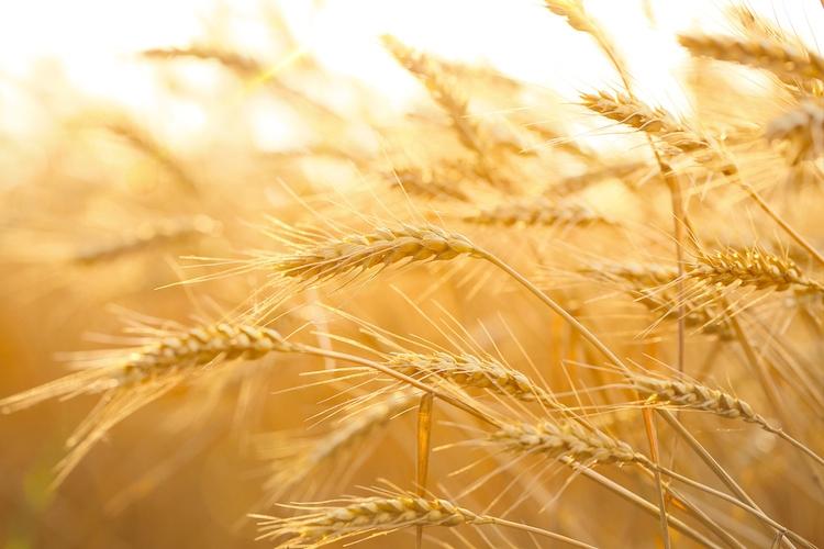 Un “Patto del grano” per rilanciare la cerealicoltura sarda