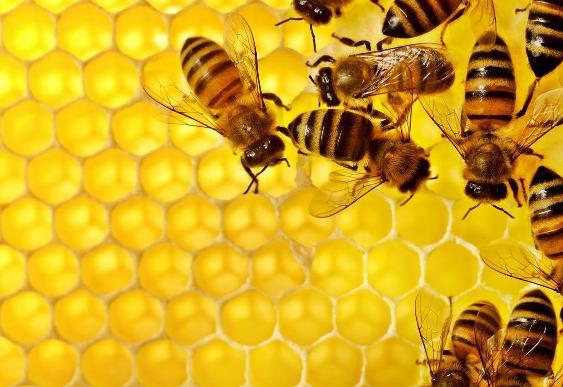 Otto motivi per amare le api