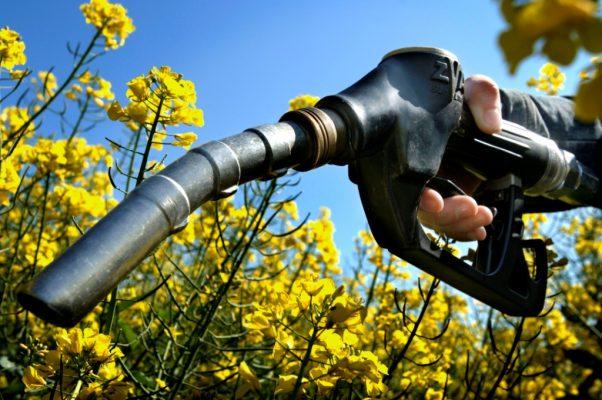 Certificazione della sostenibilità dei biocarburanti. In Gazzetta il decreto che istituisce il sistema nazionale