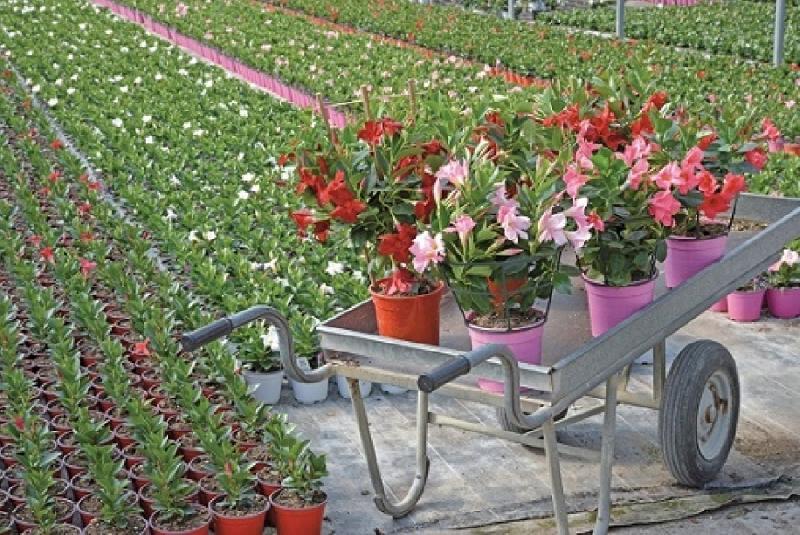 Regione Puglia - Danni al settore florovivaistico: avviso pubblico per manifestazioni di interesse