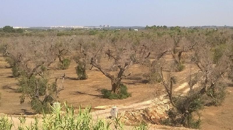 Monitoraggio Xylella in Puglia: altri 229 ulivi infetti in zona contenimento