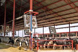 Gli allevamenti di bovine da latte e il raggiungimento delle “net zero carbon emissions”
