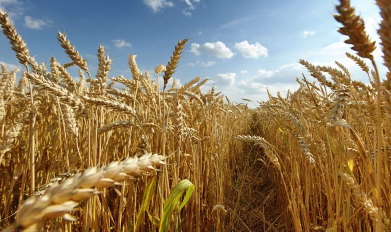 Ricerca genetica e agricoltura 4.0 in aiuto ai coltivatori di grano