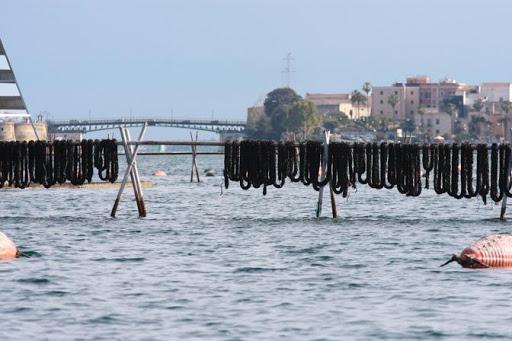 Pesca: mitilicoltura sostenibile, sperimentazione a Taranto