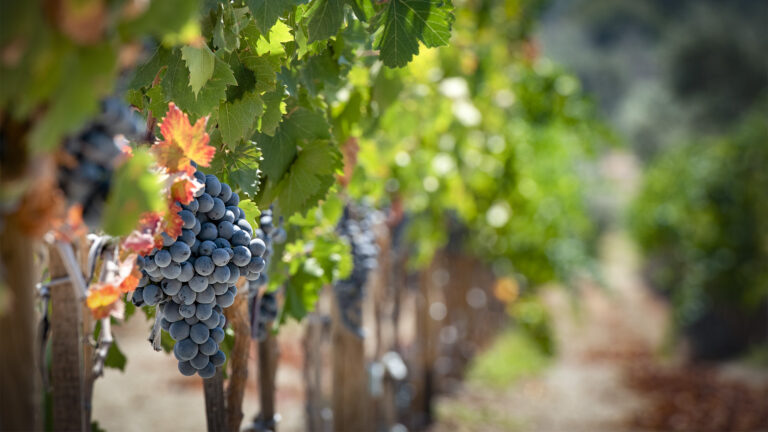 I consumi di vino biologico raddoppiano negli ultimi 10 anni