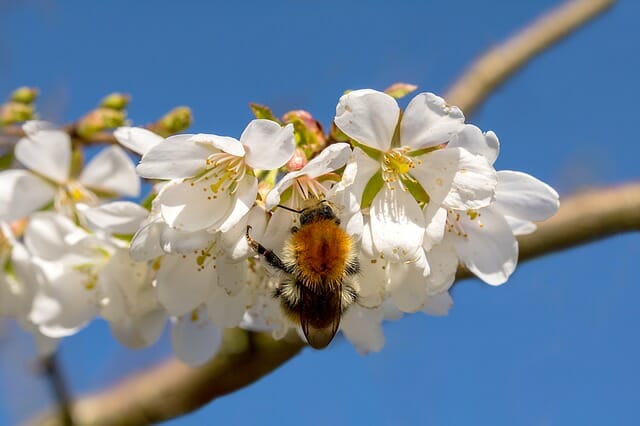 Ue, stop import alimenti con residui pesticidi nocivi per api