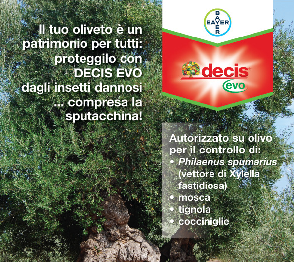 Il tuo oliveto è un patrimonio per tutti: proteggilo con DECIS EVO