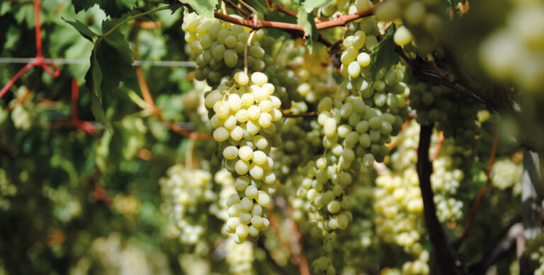Le soluzioni UPL per la biostimolazione dell’uva da tavola