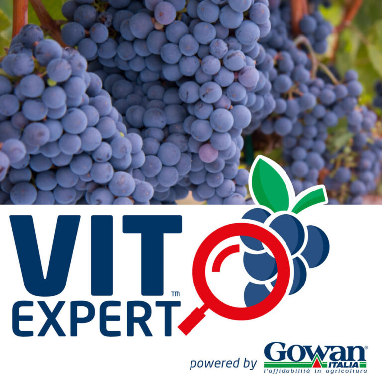 Gowan Italia è lieta di annunciare il servizio informativo InfoNews VitExpert – L’esperto consiglia