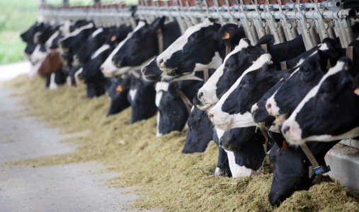 L’impatto ambientale degli allevamenti intensivi: “fake meat” o carne sintetica?