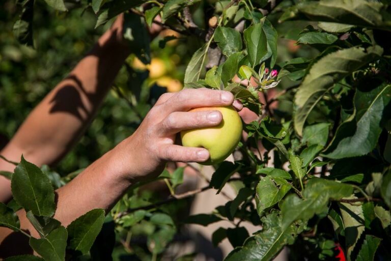 Assomela, aggiornamento di mercato delle mele ad Aprile 2022