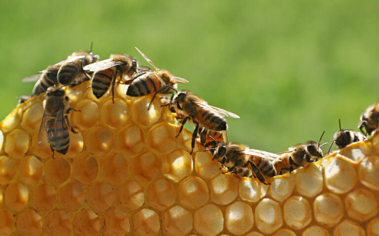 La Giornata mondiale delle api si celebra il 20 maggio, ma va valorizzata tutti i giorni