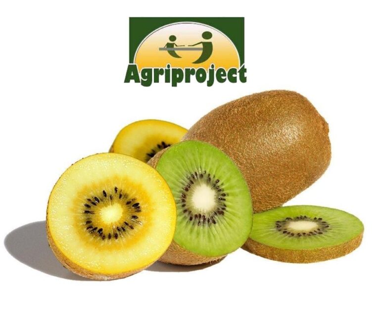 L’opportunità del kiwi col progetto Jingold: Siglato accordo di collaborazione tecnica tra ‘Consorzio Frutteto’ ed ‘Agriproject Group’