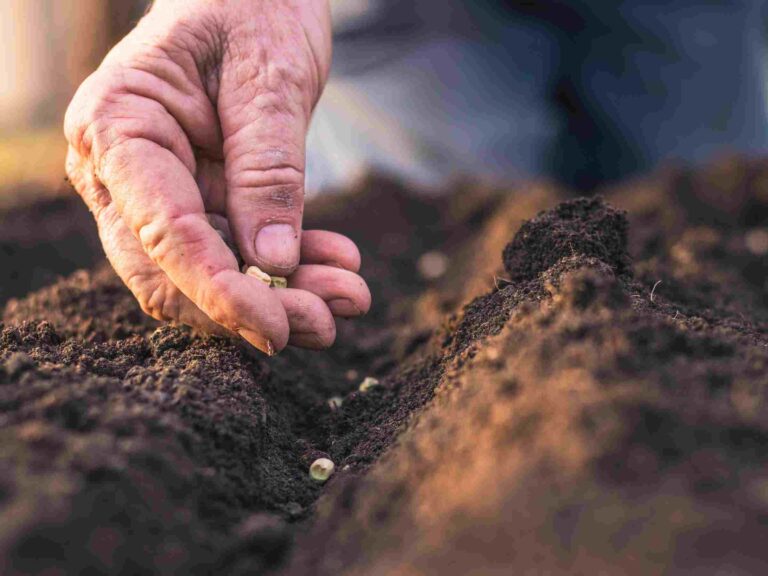 Risultati dell’indagine sulle superfici delle sementi da orto, campagna 2020