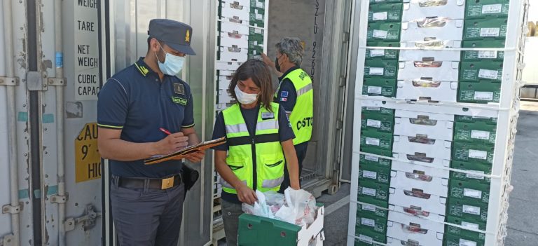Al porto di Ravenna sequestrate 17 tonnellate di uva: senza semi, né autorizzazioni