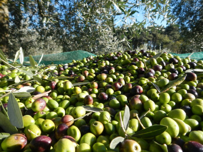 Firmati decreti a sostegno del settore olivicolo e vitivinicolo
