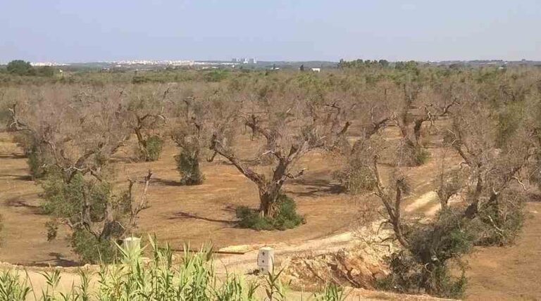 Xylella, in Puglia sale ancora il numero delle piante infette