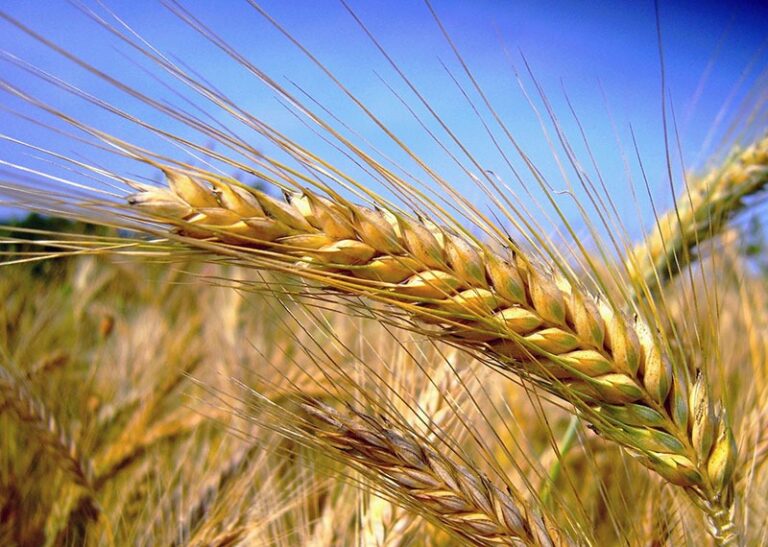 La Puglia perde tra il 35% e il 50% del raccolto di grano