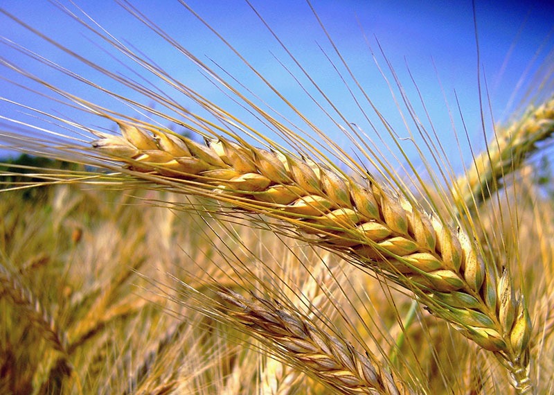 Nella filiera nazionale del grano c’è grande preoccupazione per la repentina impennata dei prezzi che si sta verificando