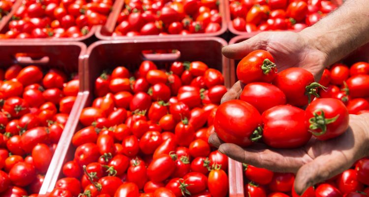 Il Nord Italia apre la campagna 2022 del pomodoro da industria