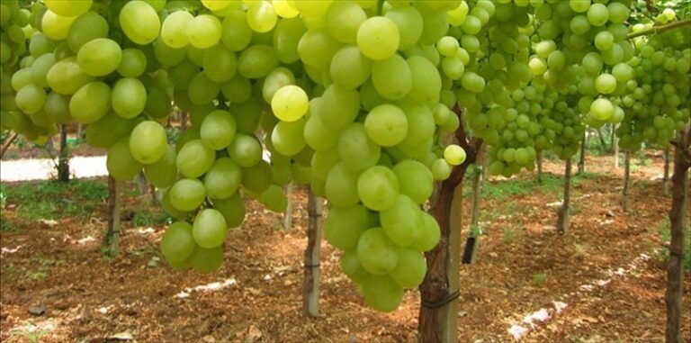 Cia Levante: “Campagne sotto scacco, rubate decine di quintali di uva nel Barese”