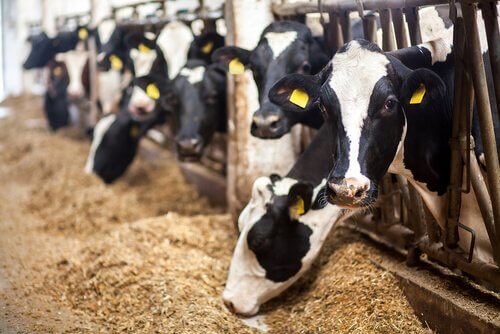 Calo significativo nell’impiego di antibiotici negli animali da produzione alimentare