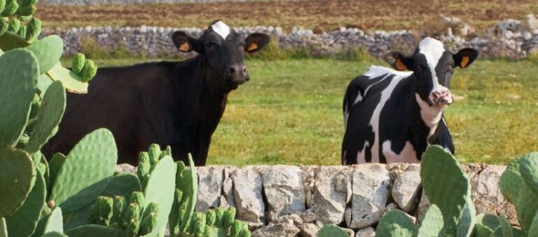 Regione Puglia stanzia 4 mln per zootecnia da latte