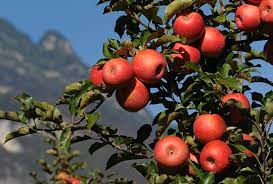 Mele trentine, annata indimenticabile Volumi di mele conferiti in aumento di oltre il 12%. Ritoccato al rialzo anche il prezzo riconosciuto ai soci produttori