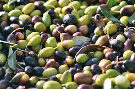 Per la prima volta 3 associazioni di frantoiani prendono una posizione comune su aspetti importantissimi nella gestione della campagna olearia, a cominciare dalla quotazione delle olive.