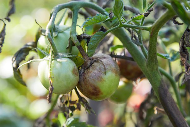 Fitosanitario: modificate le misure di lotta al virus rugoso del pomodoro