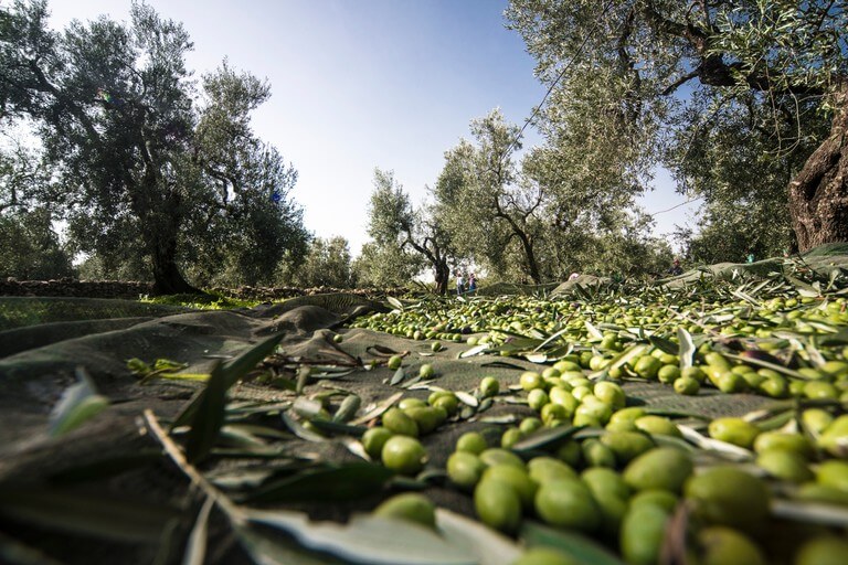 315 mila tonnellate di olio di oliva per la campagna 2021-22