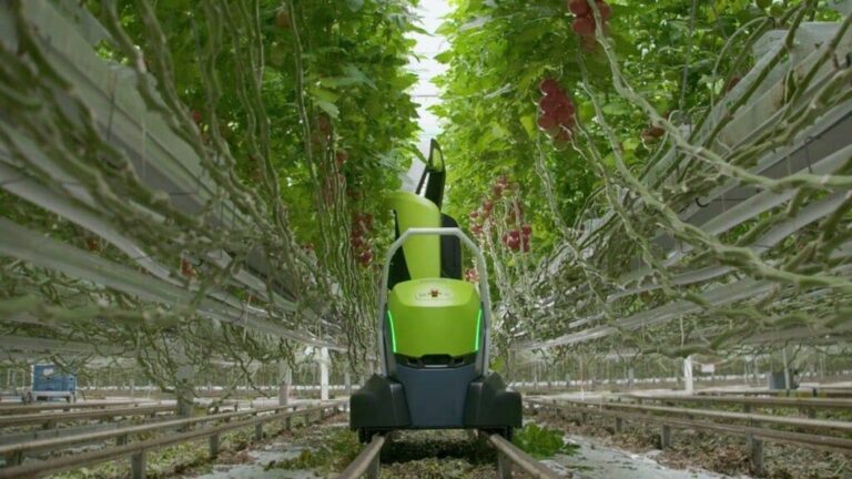Sapevi che un robot può potare le piante di pomodoro per 24 ore al giorno?