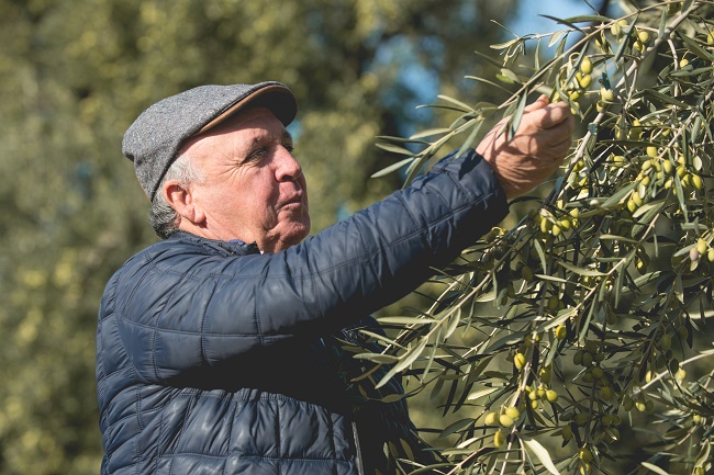 Filiera olivicola nel caos: quotazioni delle olive alte e il prezzo dell’olio scende
