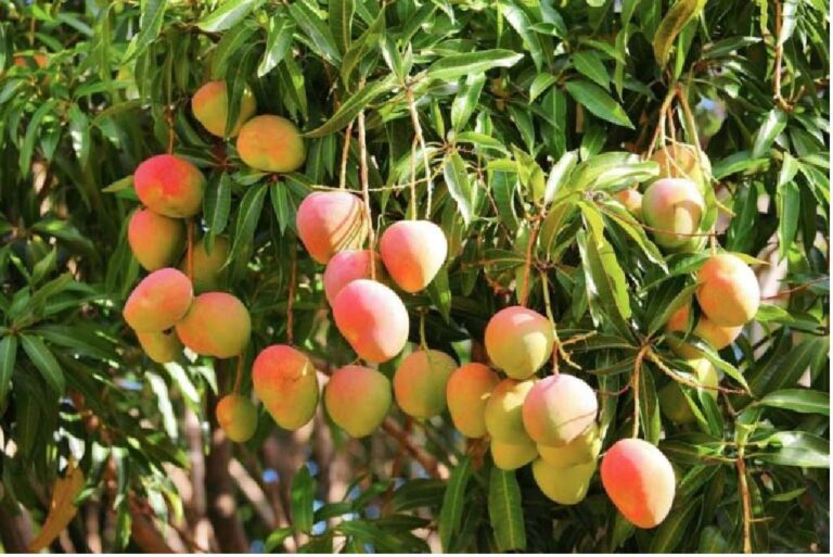 Innovazione nell’arboricoltura da frutto e nuovi scenari
