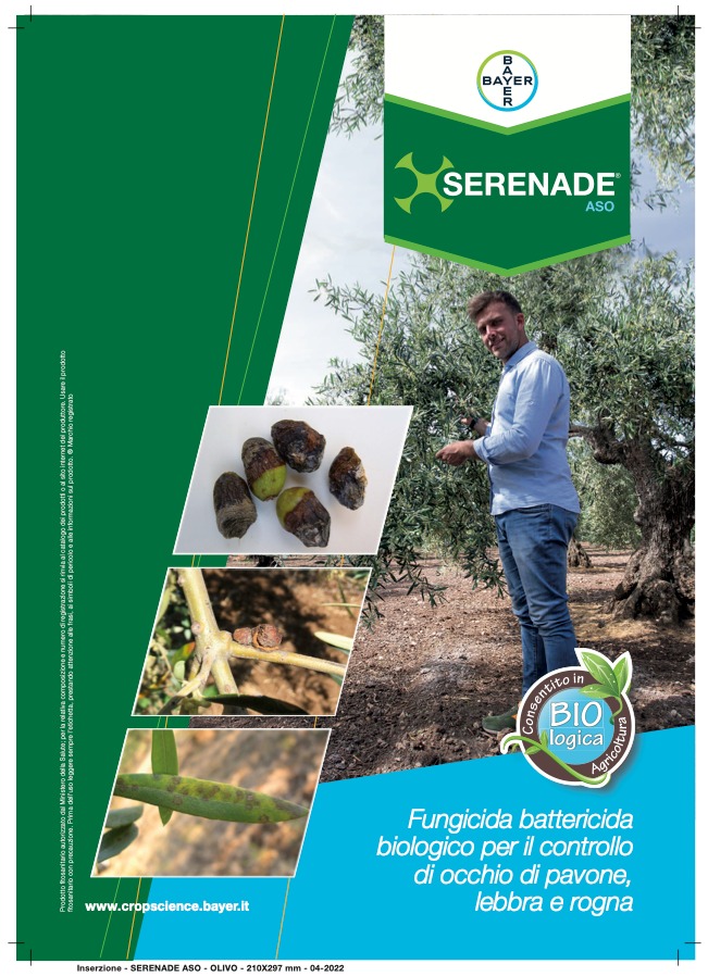 Le soluzioni per la difesa dell’olivo di Bayer Crop Science