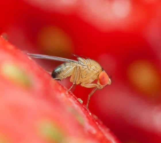 Un nuovo alleato contro la Drosophila suzukii