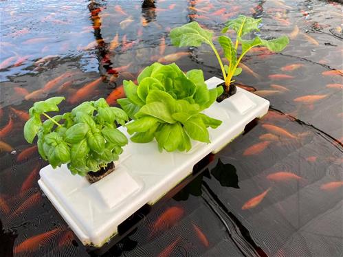 Una tecnica sostenibile per coltivare: l’acquaponica
