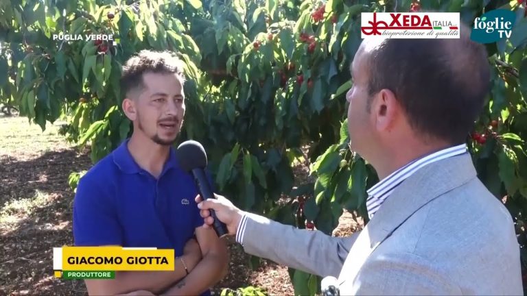 Puglia Verde “In Campo” con Foglie Tv, parlano di ciliegie