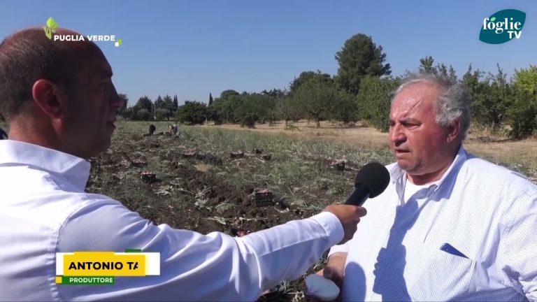 Puglia Verde “In campo” con Foglie TV, parlano della Cipolla rossa di Acquaviva