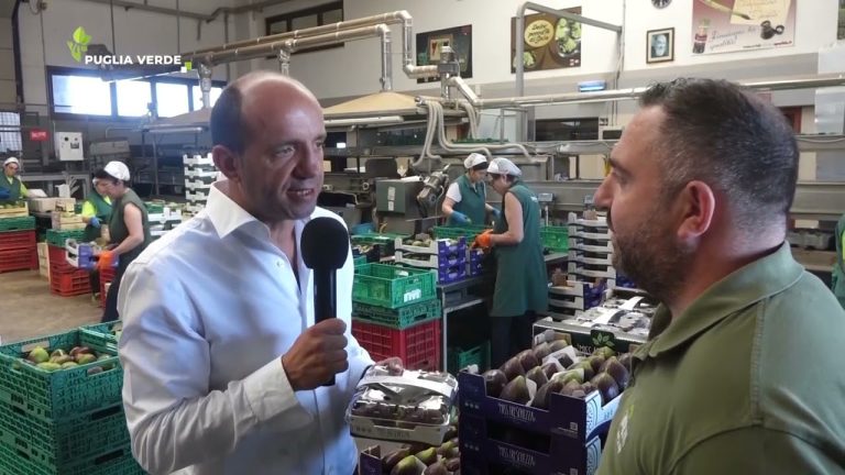 Puglia Verde “In campo” con Foglie TV, parlano di Fichi e Fioroni