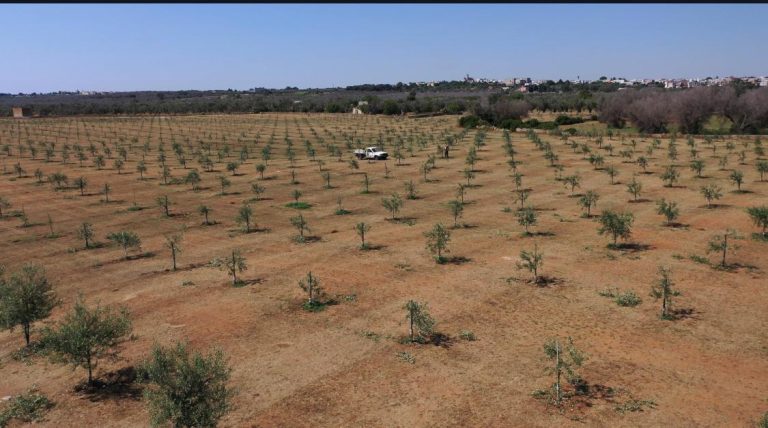 Le imprese di Puglia riforestano il Salento  5000 nuovi alberi in 5 mesi