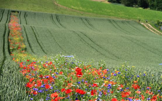 Coltivare siepi e bordure fiorite lungo i campi, aiuta gli insetti impollinatori