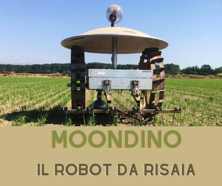 Moondino, il robot per il diserbo meccanico del riso