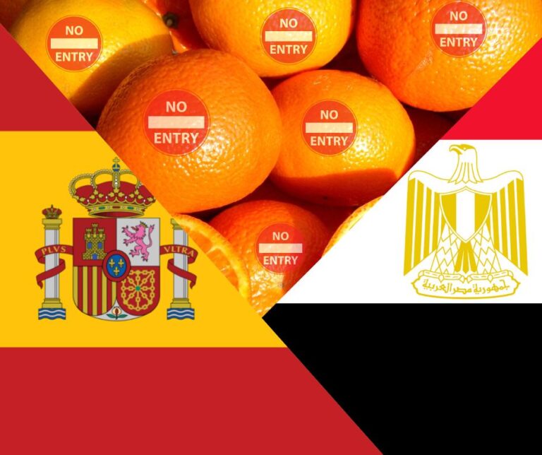 Spagna blocca ingresso ad arance egiziane contenenti Chlorpyrifos