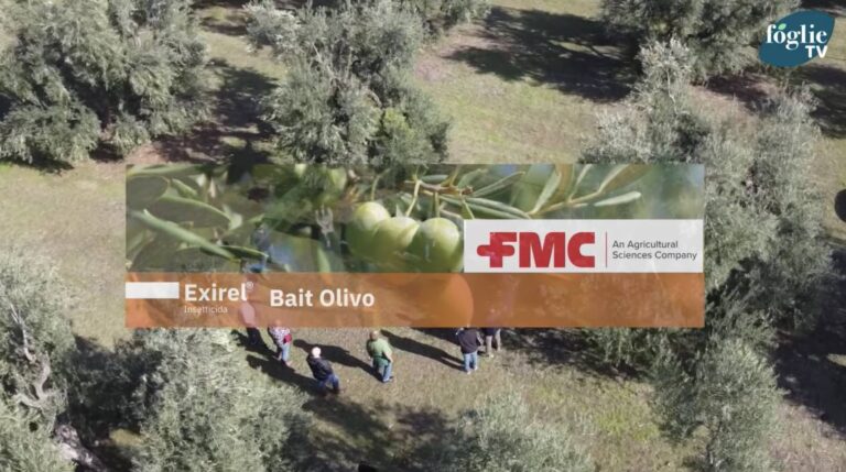 Exirel Bait di FMC, la soluzione per il controllo della mosca dell’olivo