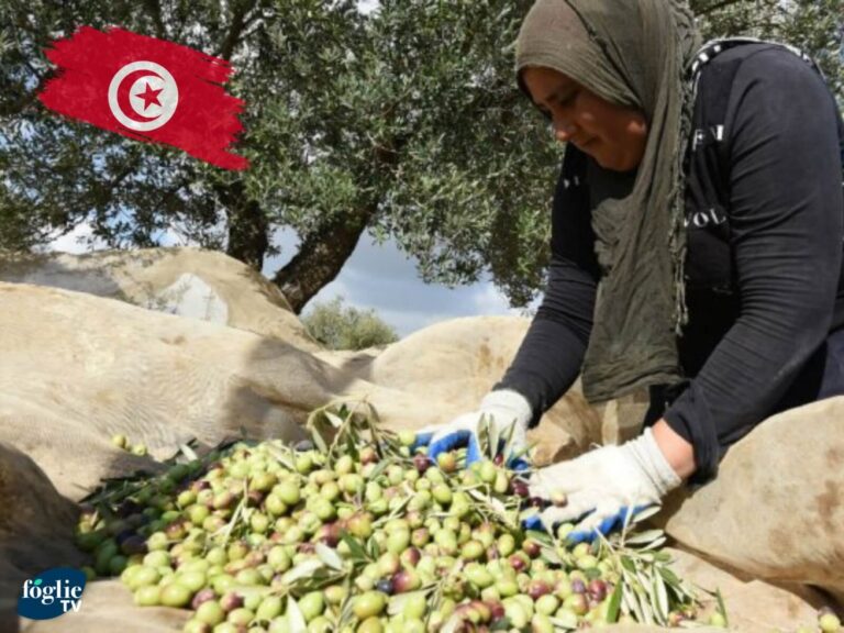 Il valore dell’export di olio d’oliva Tunisino è aumentato del 100,8%