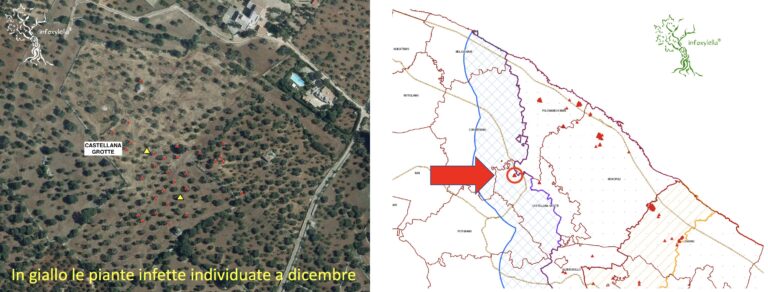 Xylella: 29 ulivi infetti nel focolaio di Castellana Grotte