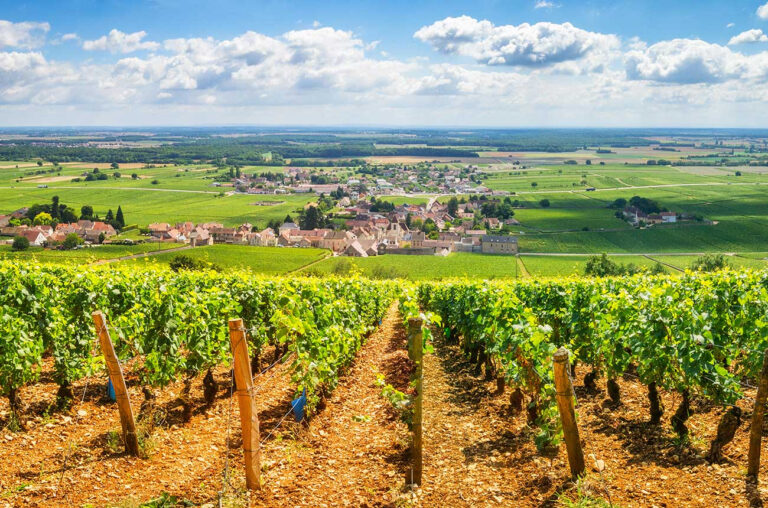 “Les Echos”: la Francia si appresta a finanziare l’estirpazione dei vigneti nel Bordeaux