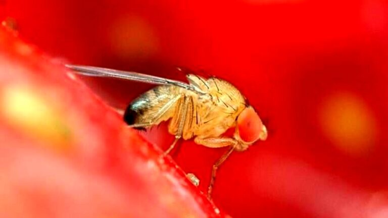 Dalla Spagna, nuova ricerca per contrastare la Drosophila